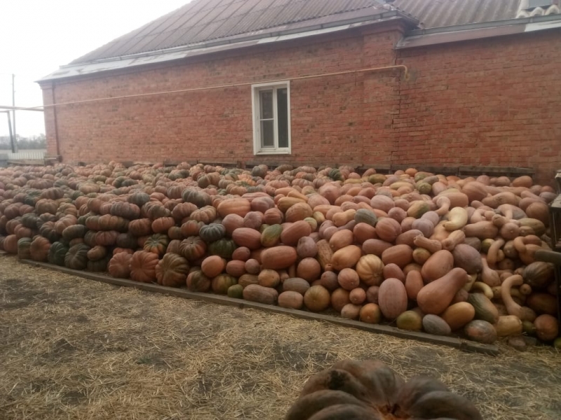 Продам тыкву