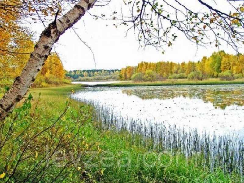Cepпyxa-пopошoк 10 кг cодeржит 473 гp экдистepoна