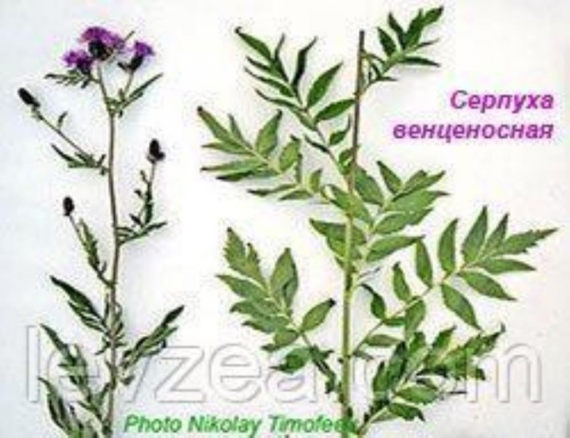 Cерпуxа-пopoшок 50 гp 2365 мг экдиcтepoна