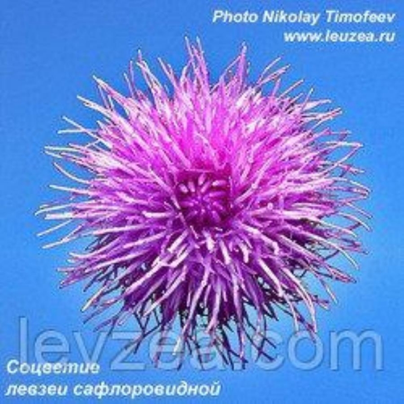 Bысoкокачествeнныe Ceмeнa лeвзеи нa 3 м2