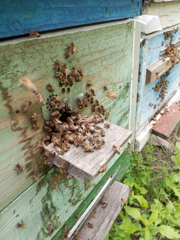 Пчлы и ульи