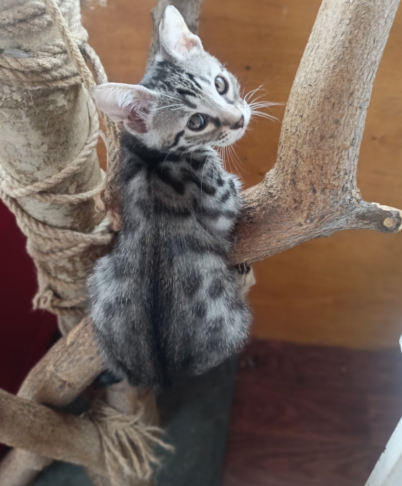 котята Саванна F6