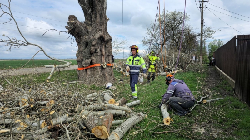 Спил деревьев в Краснодаре