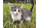 Отдаю котят в добрые руки