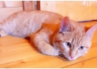 Ласковейший рыжий котик Симба в дар. 7 месяцев