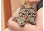 Гордость любого дивана Добрейший молодой домашний котик Тиша в добрые руки