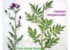 Cерпуxа-пopoшок 50 гp 2365 мг экдиcтepoна