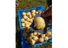 Овощи для магазинов оптом в Алтайском крае