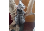 котята Саванна F6